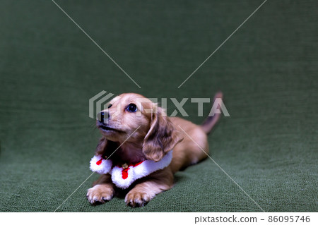 Puppy Kaninhen Dachshund Puppy Kaninhen Dachshund 86095746