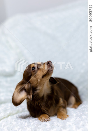 Kaninhen Dachshund Chocolate Yellow Kaninhen Dachshund Chocolate Yellow 86095752