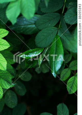 Dark green leaves close up view, nature template background, selective focus 86095843