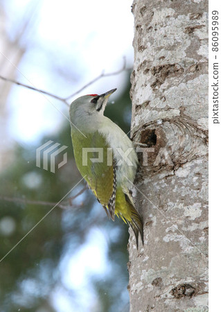 Yamagera啄木鳥北海道野生鳥 Yamagera啄木鳥北海道野生鳥 86095989