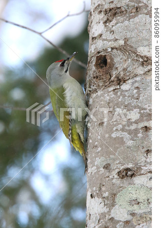 Yamagera啄木鳥北海道野生鳥 Yamagera啄木鳥北海道野生鳥 86095994