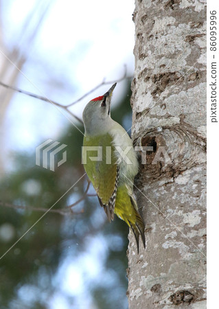 Yamagera啄木鳥北海道野生鳥 86095996