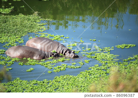 Parent and child of Hippo Parent and child of Hippo 86096387