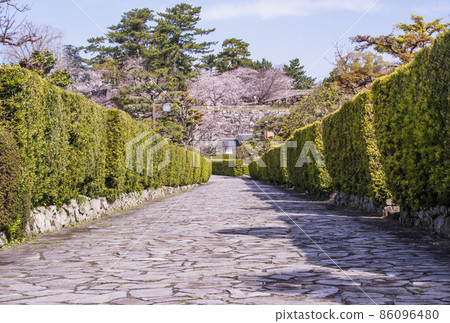 松阪觀光景點 佐倉與五番城宅邸 佐倉與松阪城跡(松阪) 三重縣的春天觀光景點 松阪觀光景點 佐倉與五番城宅邸 佐倉與松阪城跡(松阪) 三重縣的春天觀光景點 86096480