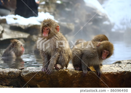 Nagano, Jigokudani Yaen-Koen's child monkey Nagano, Jigokudani Yaen-Koen's child monkey 86096498