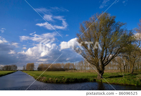 Tree in the nature area Kraaiebos near Molenaarsgraaf 86096525