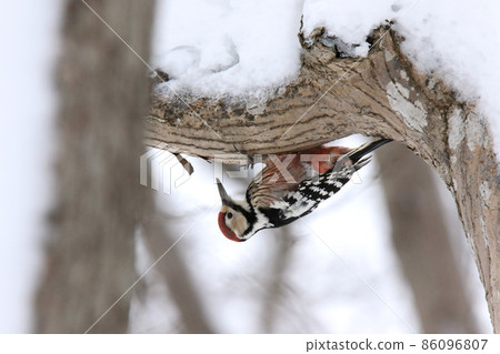 White-backed Woodpecker, Great Spotted Woodpecker, Great Spotted Woodpecker, Great Spotted Woodpecker, Hokkaido Wild Bird White-backed Woodpecker, Great Spotted Woodpecker, Great Spotted Woodpecker, Great Spotted Woodpecker, Hokkaido Wild Bird 86096807