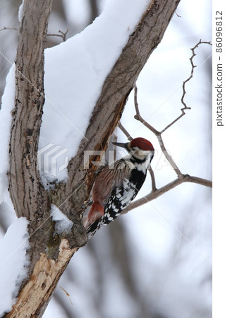 White-backed Woodpecker, Great Spotted Woodpecker, Great Spotted Woodpecker, Great Spotted Woodpecker, Hokkaido Wild Bird White-backed Woodpecker, Great Spotted Woodpecker, Great Spotted Woodpecker, Great Spotted Woodpecker, Hokkaido Wild Bird 86096812