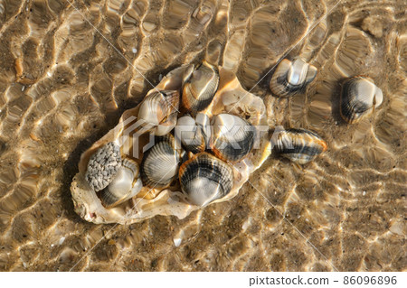 Unusual shot shells under the sea level Unusual shot shells under the sea level 86096896