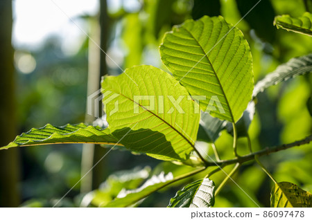 Kratom (Mitragyna speciosa) green Is a type of drug 86097478
