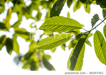 Kratom (Mitragyna speciosa) green Is a type of drug Kratom (Mitragyna speciosa) green Is a type of drug 86097481