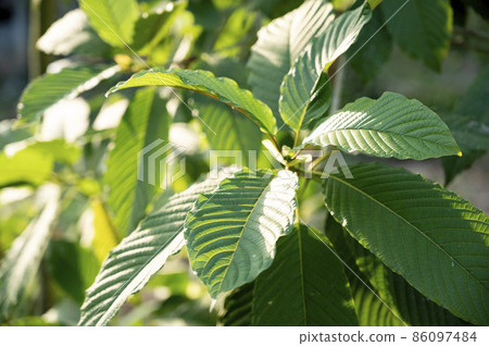 Kratom (Mitragyna speciosa) green Is a type of drug Kratom (Mitragyna speciosa) green Is a type of drug 86097484
