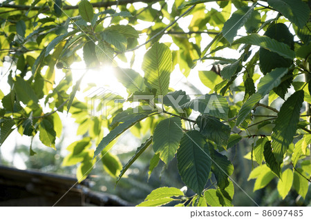 Kratom (Mitragyna speciosa) green Is a type of drug 86097485