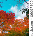 美麗的秋葉在秋天晴朗的藍天和白雲下逐漸變紅 86097500