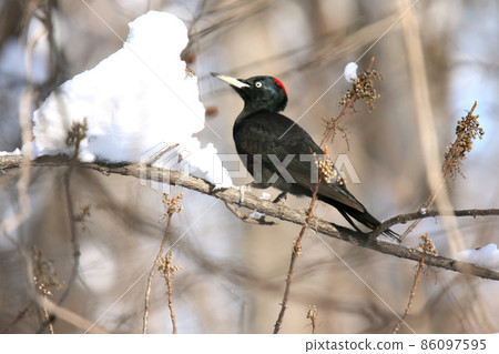 Black Woodpecker, Black Woodpecker, Woodpecker, Hokkaido Wild Bird 86097595