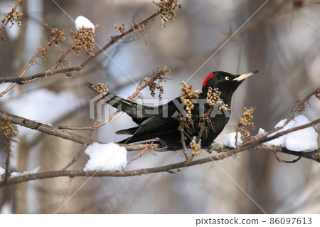 Black Woodpecker, Black Woodpecker, Woodpecker, Natural Monument, Hokkaido Wild Bird Black Woodpecker, Black Woodpecker, Woodpecker, Natural Monument, Hokkaido Wild Bird 86097613