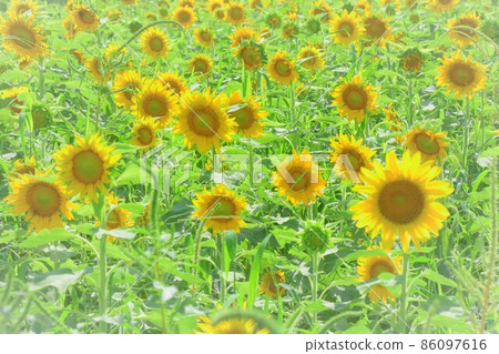 Summer flower Sunflower 86097616