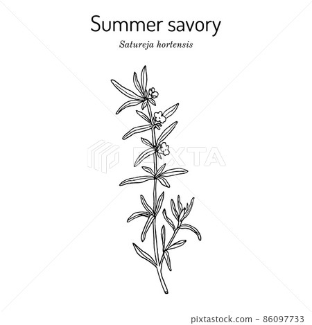 Summer Savory Satureja Hortensis , edible and medicinal plant 86097733