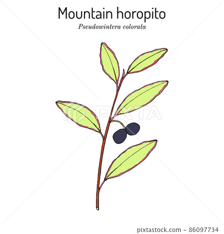 Mountain horopito or pepper tree Pseudowintera colorata , spice, ornamental and medicinal plant 86097734