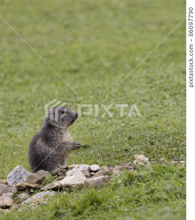 Marmot near Tignes,  Tarentaise Valley, Department Savoie,  Auvergne-Rhone-Alpes region, France 86097790