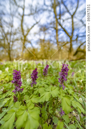 Hollow smokestack (Corydalis cava), spring forest, Southern Moravia, Czech Republic Hollow smokestack (Corydalis cava), spring forest, Southern Moravia, Czech Republic 86097831