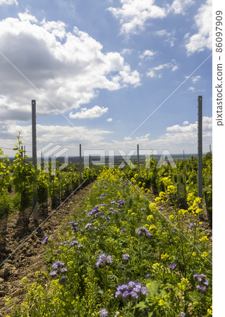 Floral spacing in organic vineyard, Southern Moravia, Czech Republic Floral spacing in organic vineyard, Southern Moravia, Czech Republic 86097909