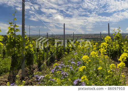 Floral spacing in organic vineyard, Southern Moravia, Czech Republic Floral spacing in organic vineyard, Southern Moravia, Czech Republic 86097910