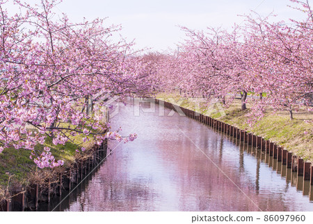 河津櫻 笠松 河津櫻道 松阪觀光景點 櫻花景點 河津櫻 笠松 河津櫻道 松阪觀光景點 櫻花景點 86097960