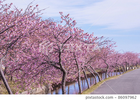Kawazu Sakura Kasamatsu Kawazu Sakura Road Matsusaka Sightseeing Spot Cherry Blossom Spot 86097962