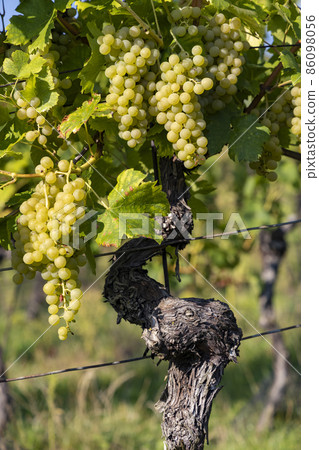Ripening grapes in Southern Moravia, Czech Republic 86098056