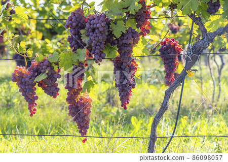 Ripening grapes in Southern Moravia, Czech Republic 86098057