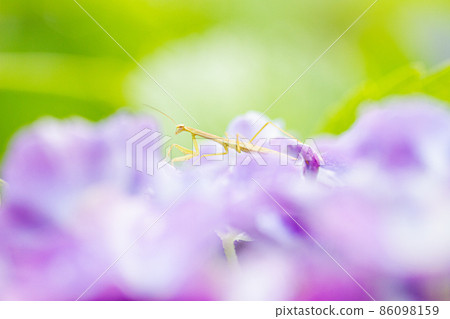 Mantis kid on a flower 86098159