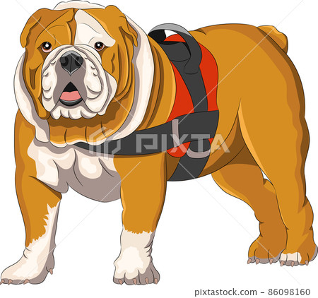 Vector drawing of a Great English Bulldog isolated on a white background. 86098160