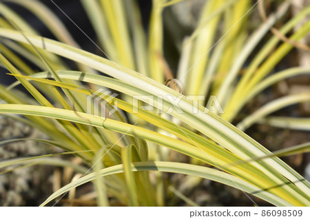 Golden variegated Sweet Flag Aureovariegatus Golden variegated Sweet Flag Aureovariegatus 86098509