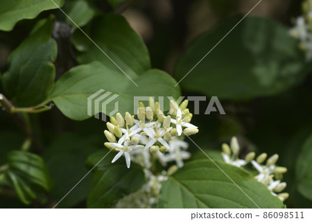 Common Dogwood 86098511