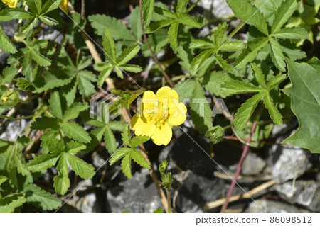 Creeping cinquefoil 86098512