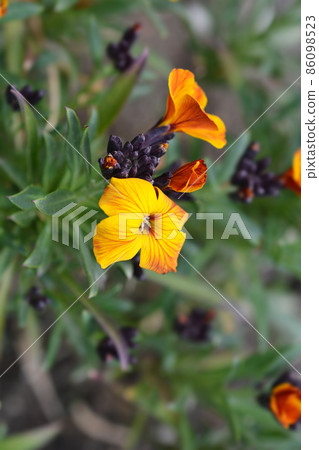 Wallflower Tom Thumb 86098523