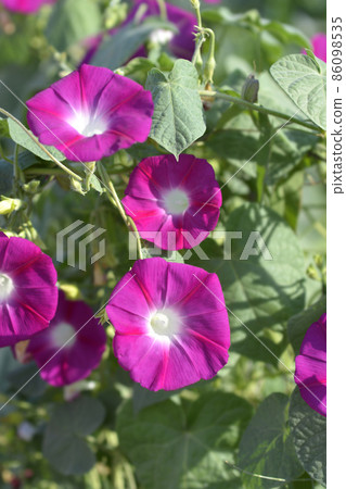 Common morning glory Common morning glory 86098535