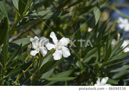 Common oleander Common oleander 86098536