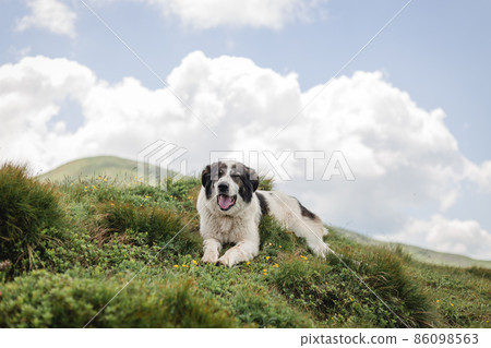Dog sitting on green grass against the background of the light blue sky. Travel with a pet. Border Collie on a Mountain Dog sitting on green grass against the background of the light blue sky. Travel with a pet. Border Collie on a Mountain 86098563