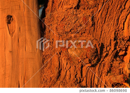 Sunrise Tree Bark Sunrise Tree Bark 86098698