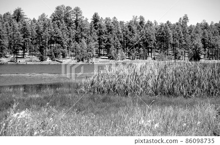 Monochrome Forest Lake 2 86098735