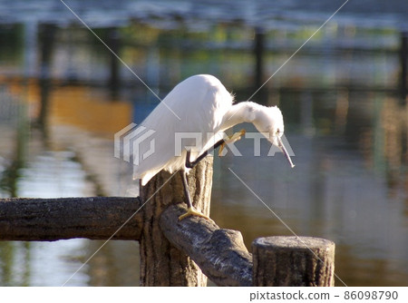 Little egret in winter standing on the fence and grooming 86098790