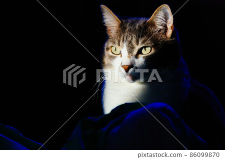 Portrait of domestic cat on dark background. Expressive look of pet. Photo of cat with space to copy 86099870