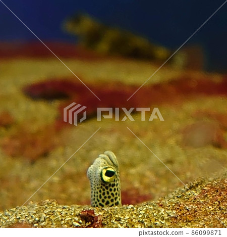 斑點花園鰻魚從海床的洞穴中出現 斑點花園鰻魚從海床的洞穴中出現 86099871