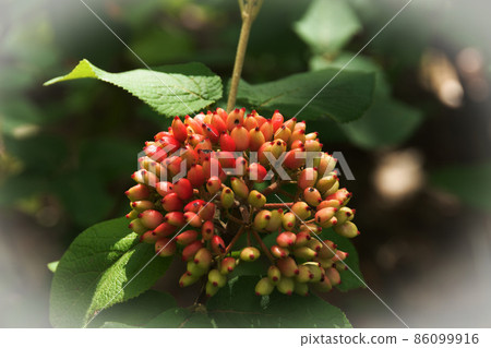 fruits of viburtum lantana and plant. 86099916