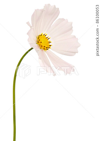 White flower kosmeya full size (Clipping path) White flower kosmeya full size (Clipping path) 86100053