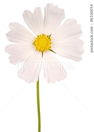 White flower kosmeya full size (Clipping path) White flower kosmeya full size (Clipping path) 86100054