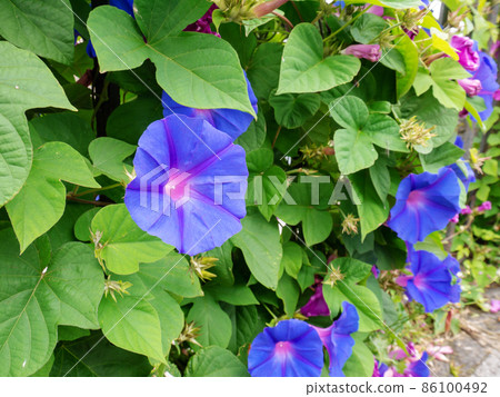 Blue morning glory or koali awa or Ipomoea indica flowering plant 86100492