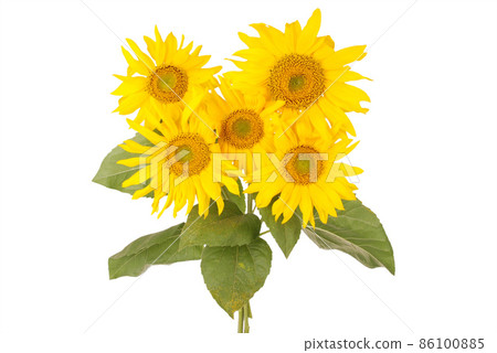 Beautiful bouquet of yellow sunflowers 86100885